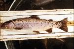 Rainbow Trout