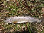 Rainbow trout