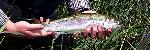Rainbow Trout