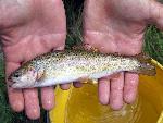 Hybrid Trout