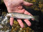 Hybrid Trout