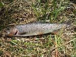 Hybrid Trout