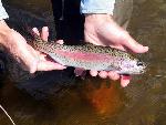 Hybrid Trout