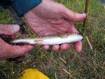 Hybrid Trout