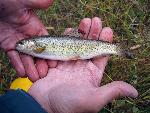 Hybrid Trout
