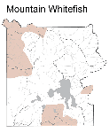 Whitefish Distribution