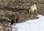 Wolf follows a grizzly bear