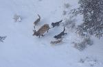 Wolves chase an elk