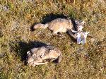 Two wolf pups gnaw bones