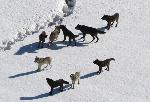 Gibbon pack