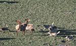 Wolves hunting