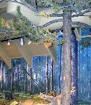 Lodgepole Pine Diorama