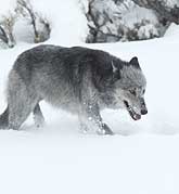 Large gray wolf struggles in deep snow
