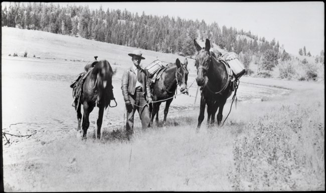 Ranger with three stock animals with fish packed on their back