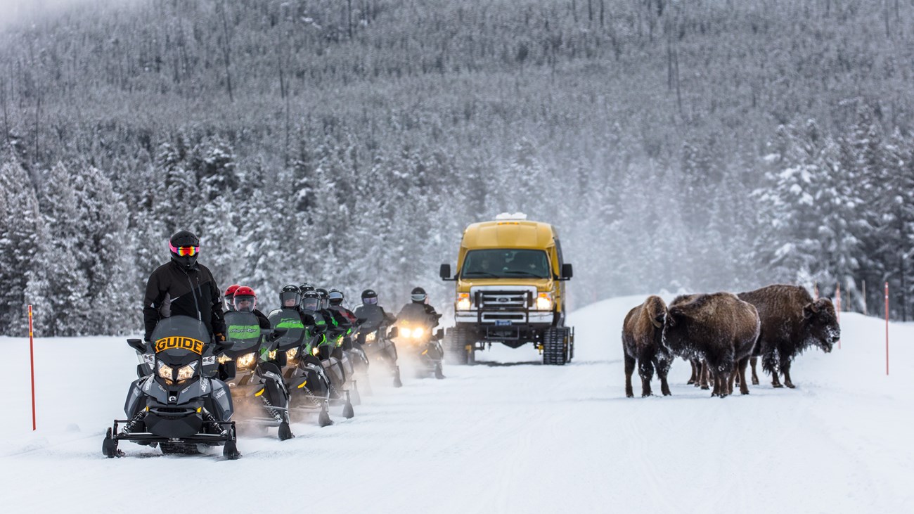 a group of snowmobiles and a large yellow snowcoach passing a group of bison a snowy road