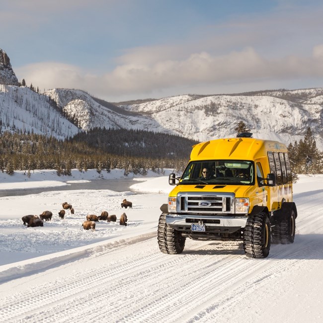 a large yellow snow bus on a snowy road near bison