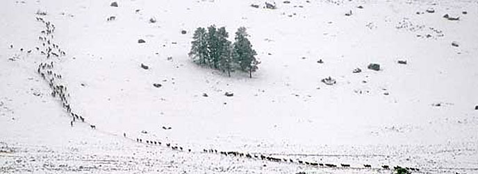 A winter scene with a herd of elk on a hillside.