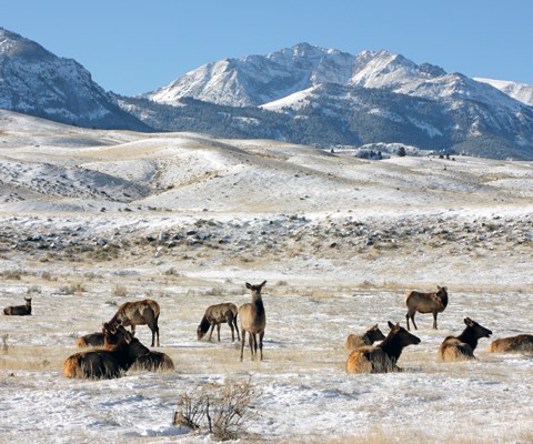 Cow elk lay down on snow-covered grass beneath a mountain
