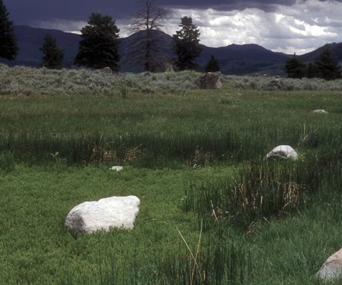 A green wetland with large rocks and mountains in the background