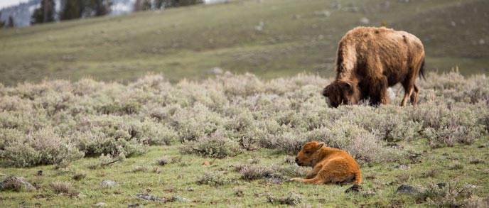 A bison calf rests near sagebrush and its mother