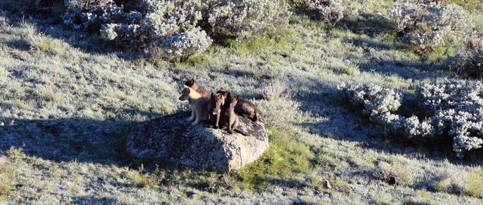 An aerial view of wolf pups sitting on a boulder