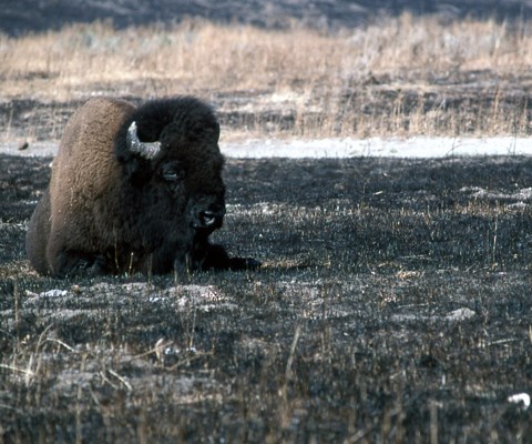 A bison rests on a charred flat area