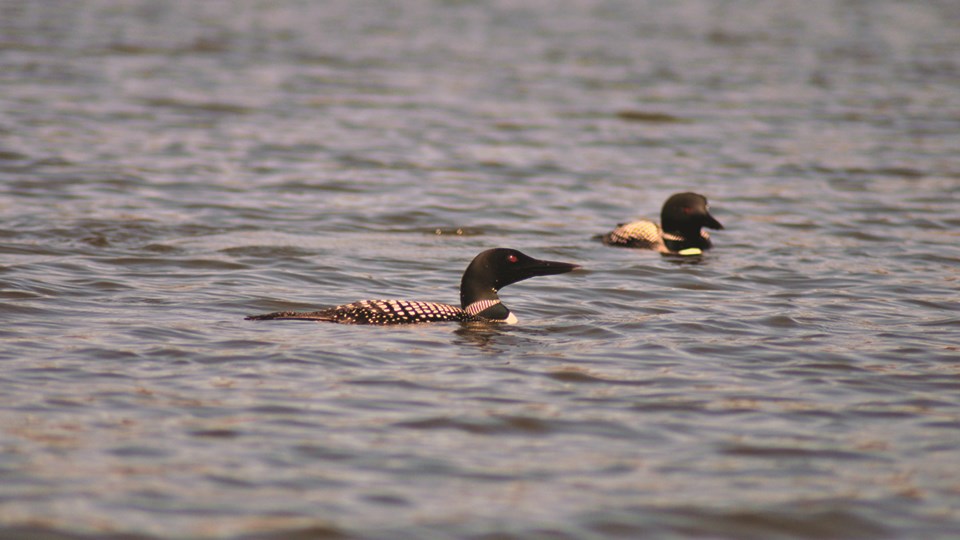 Two birds with red eyes, black heads, and striped necks swim in a lake