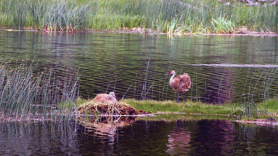 A large bird sits on a next by a pond and another large bird stands nearby.