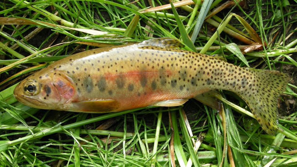 Westslope cutthroat trout laying on grass