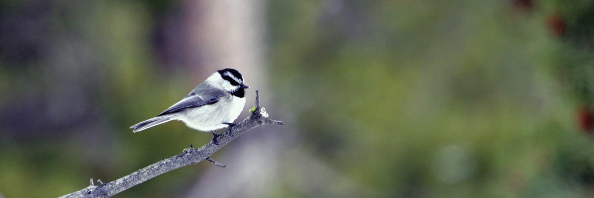 A chickadee sits on a branch