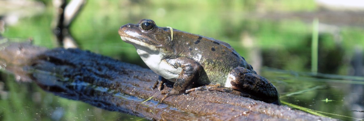 A green frog with white belly on a small log