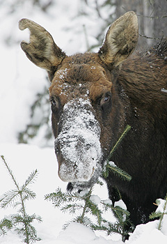 yell learn nature mooseinfo yell learn nature mooseinfo
