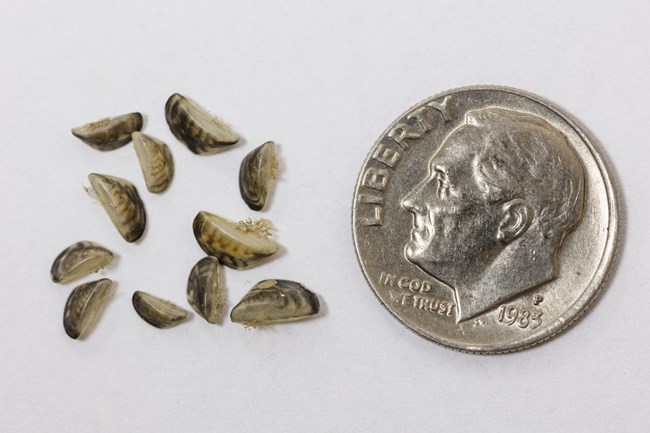 Several mussels with dark stripes on a beige shell sit next to a dime. They are much smaller than the dime.