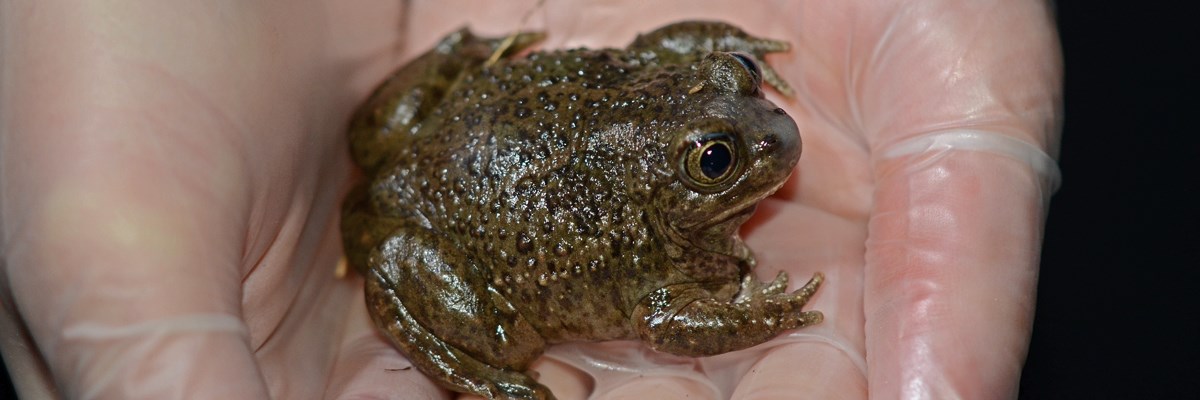 A dark green bumpy toad in the hollow of a gloved hand