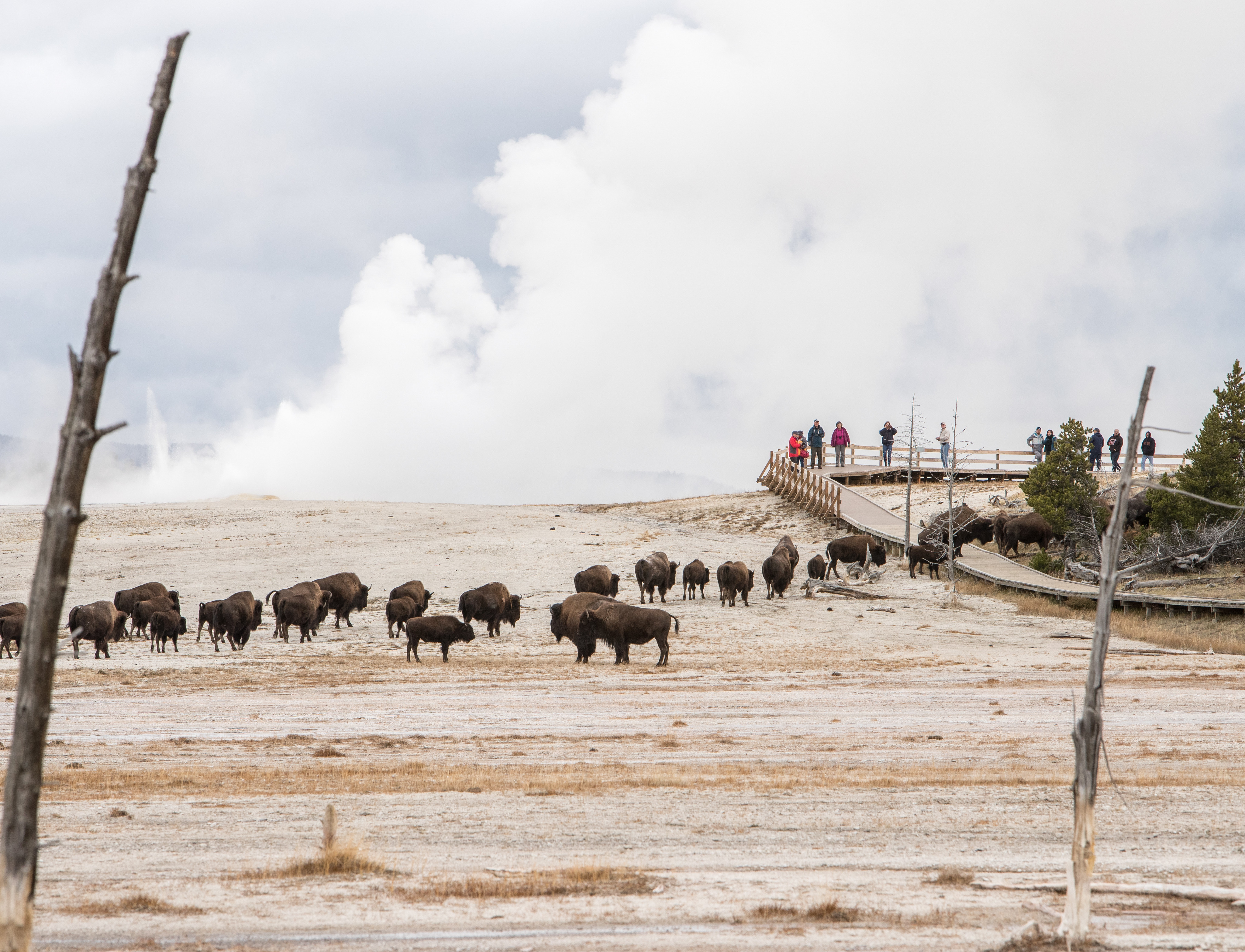 a small herd of bison standing near a thermal area and on a boardwalk as people watch