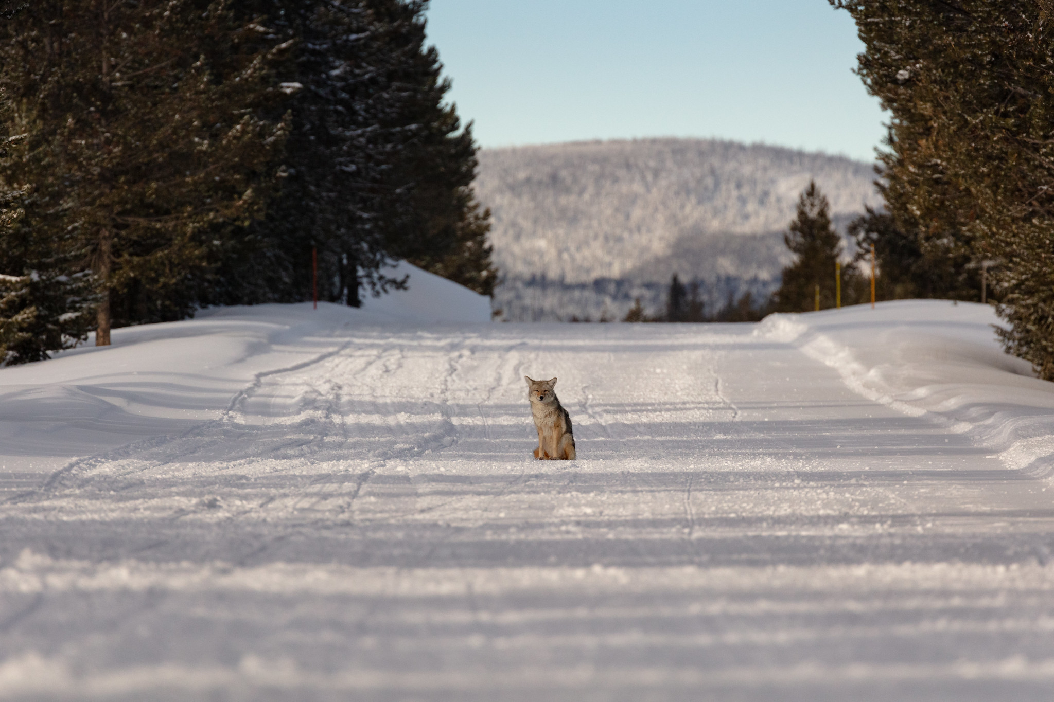 coyote sits in the middle of a snowy road