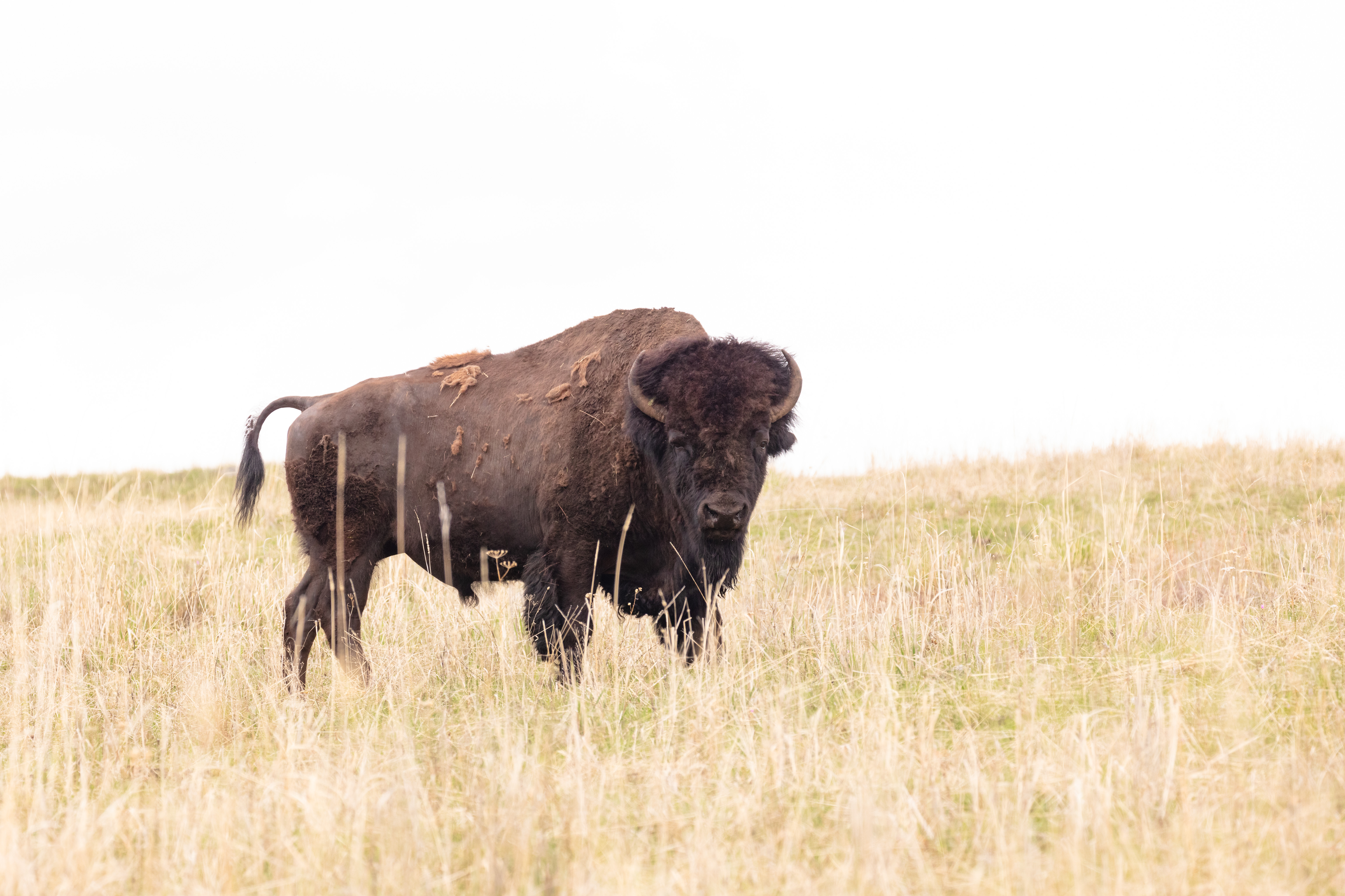 A bison standing in a field looking at the camera.
