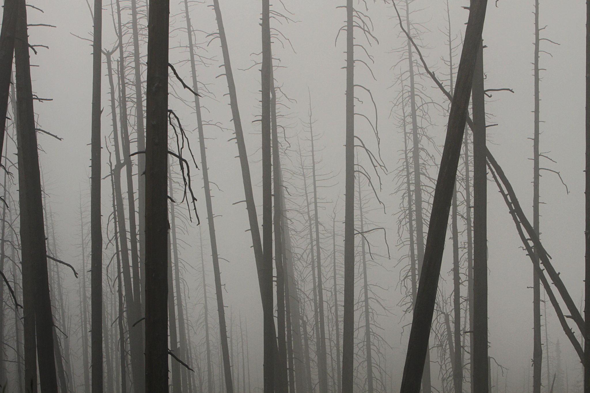 Burned trees in fog