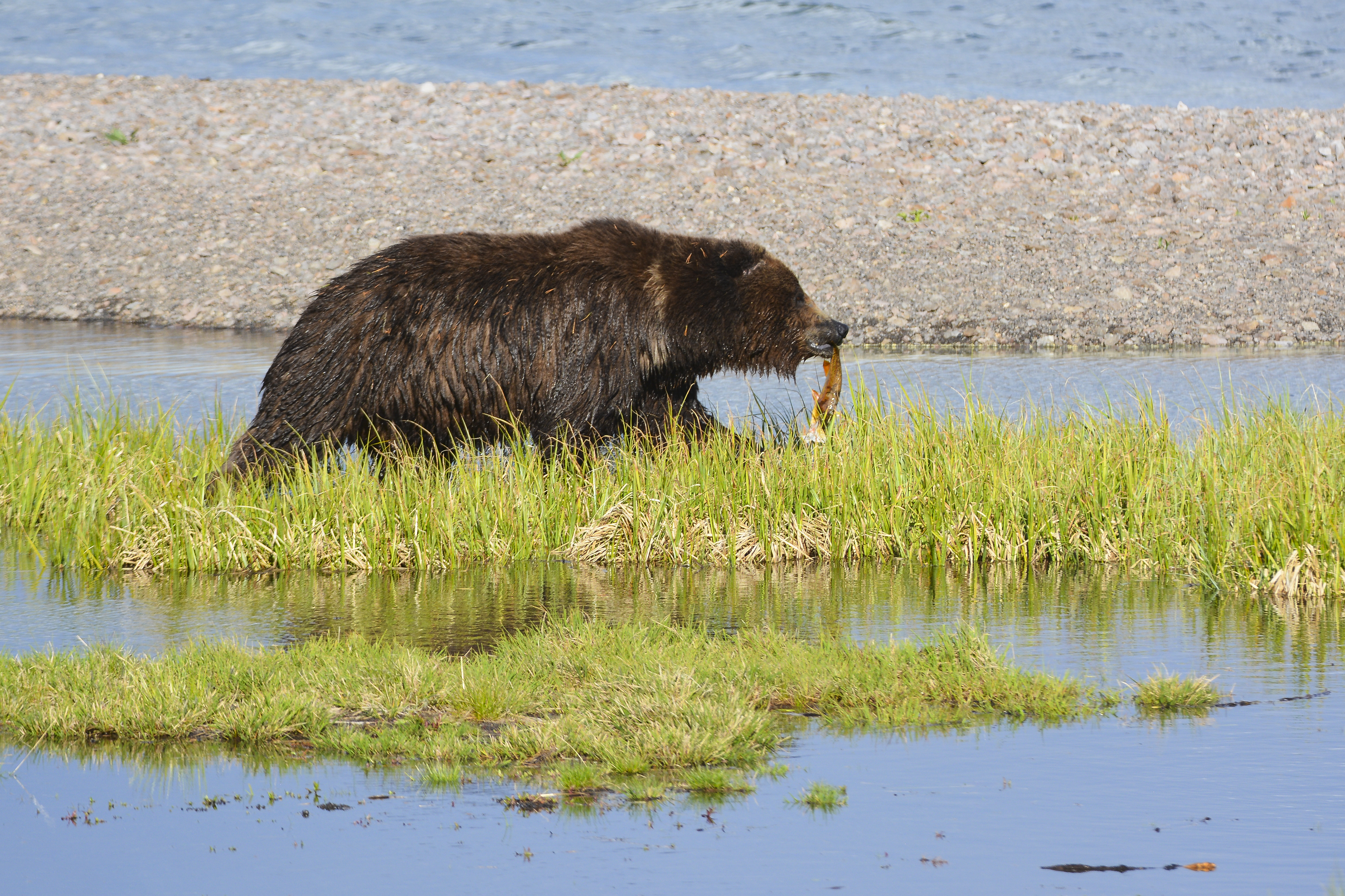Grizzly bear walks along Yellowstone Lake with a cutthroat trout