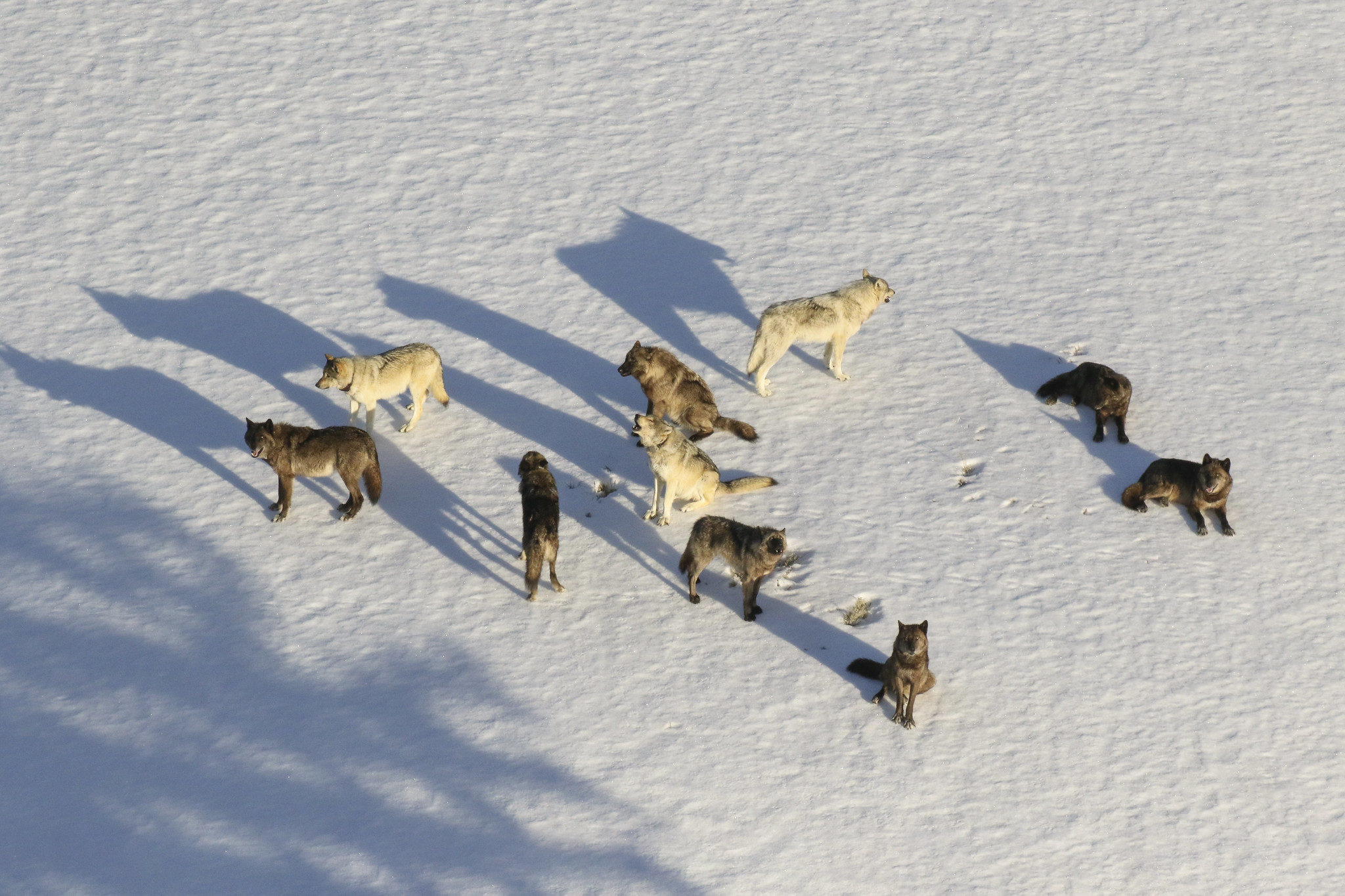 pack of wolves on a snowy landscape