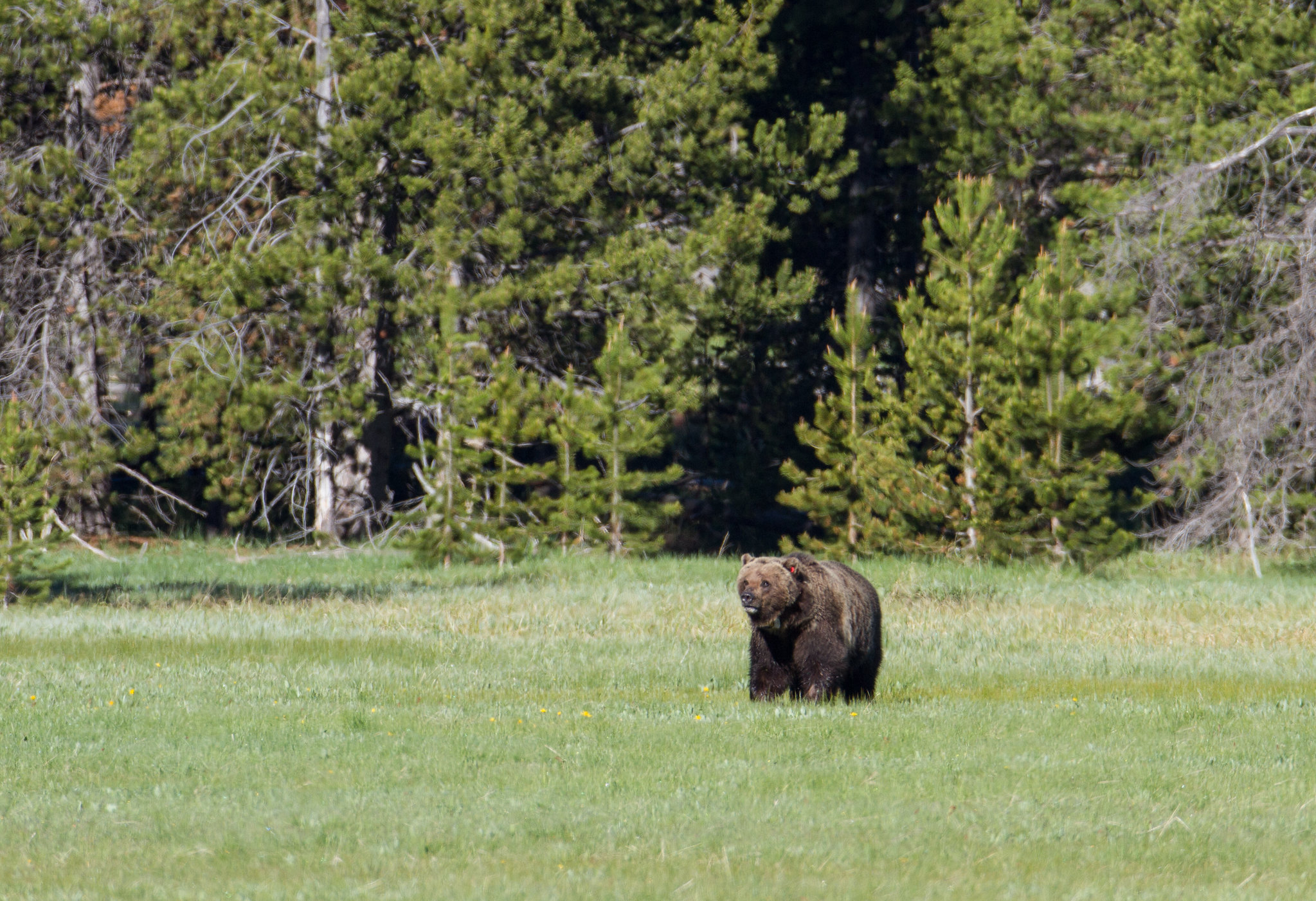 bear walking through meadow
