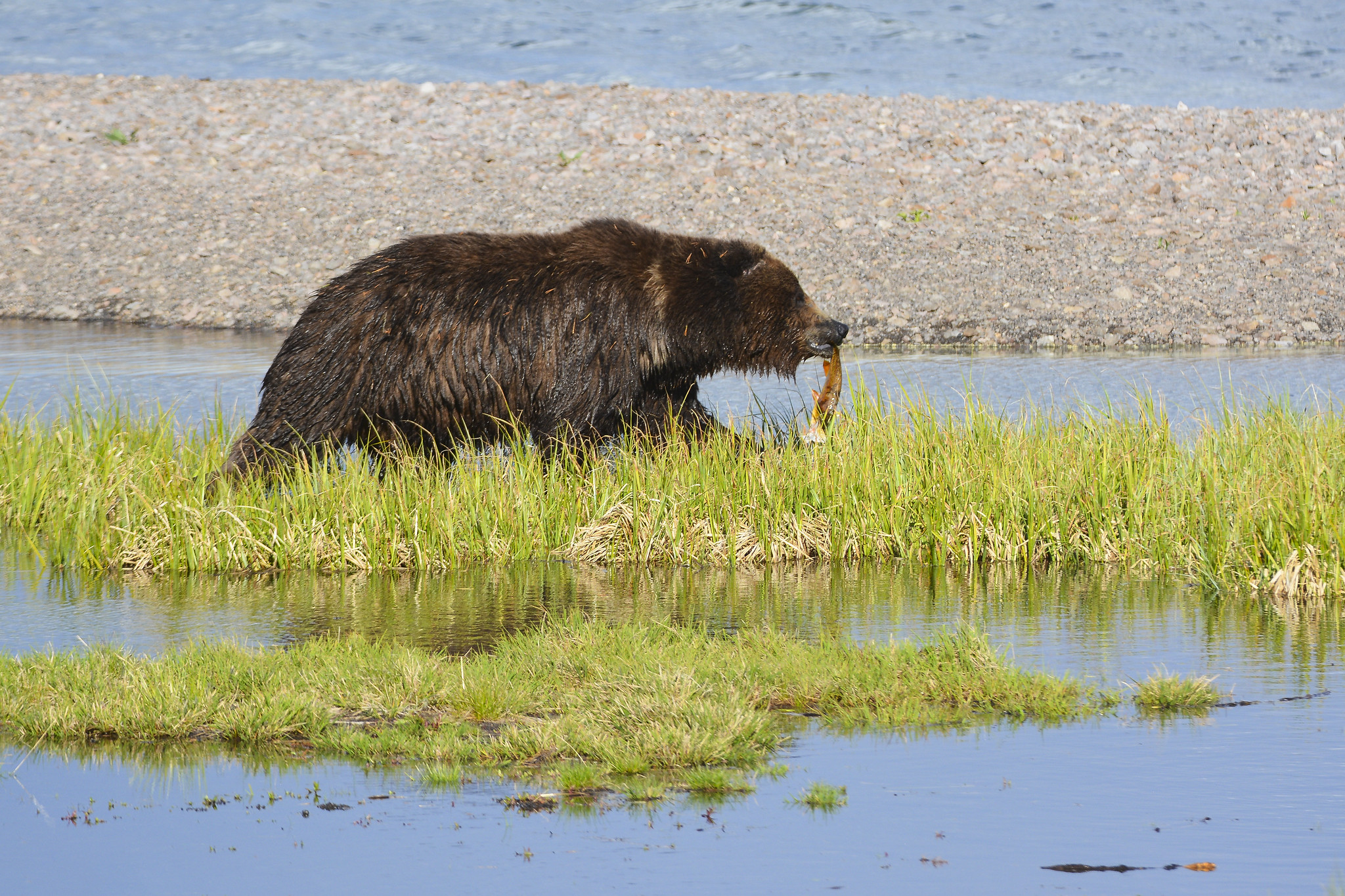 grizzly bear walking next to river carrying fish in its mouth