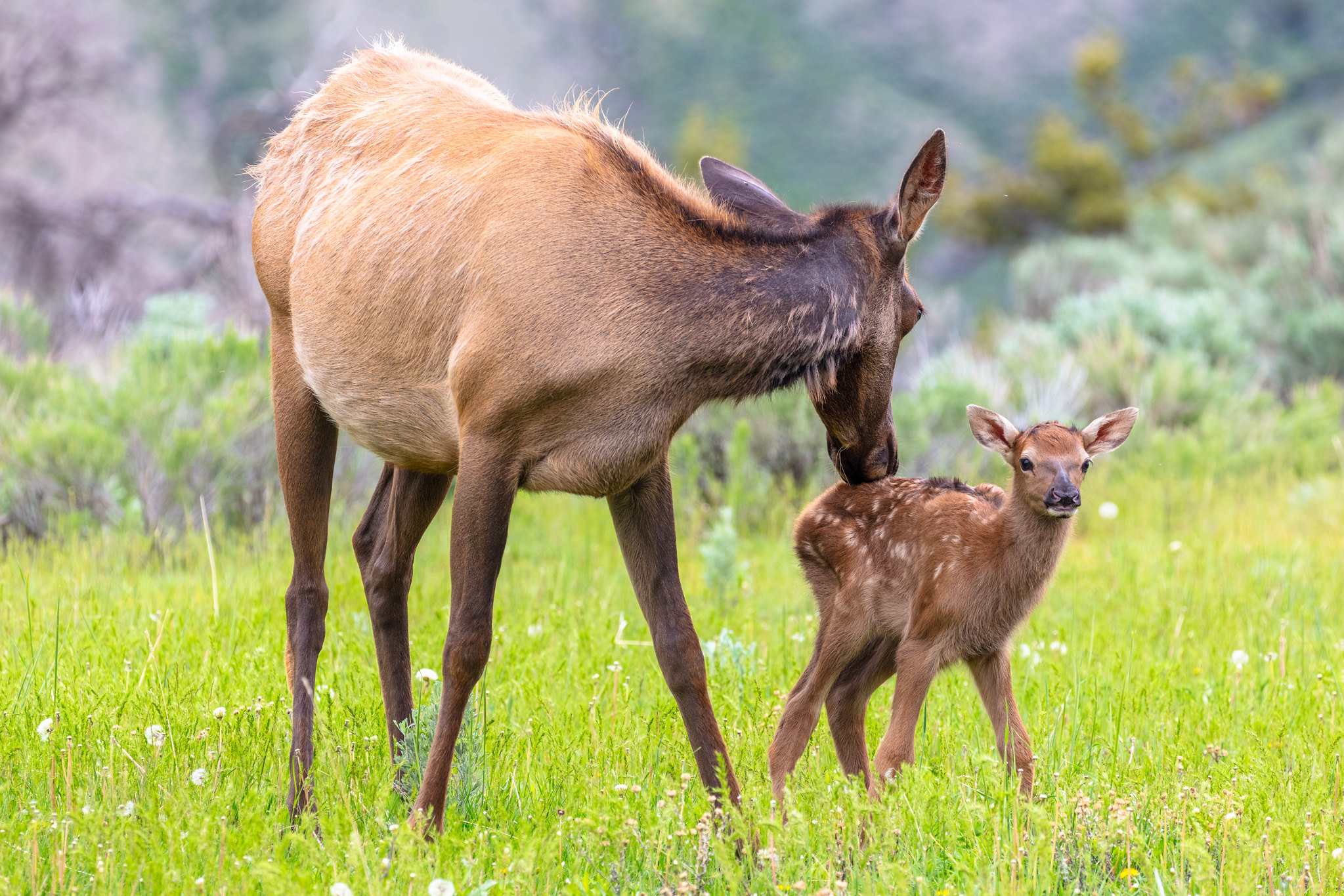 Mother elk grooming calf