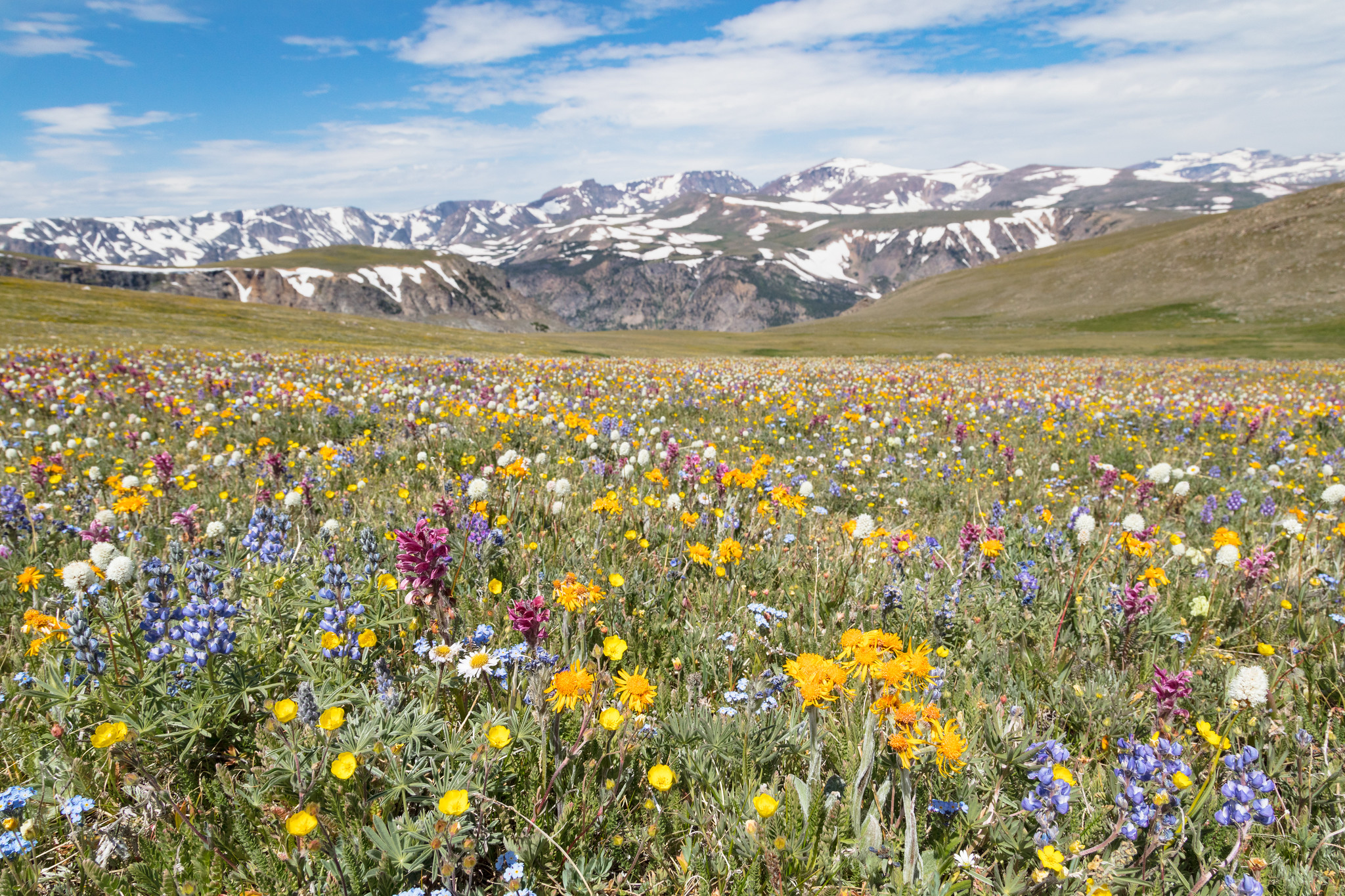 field of wildflowers with mountains in background