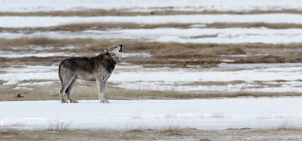 A howling wolf