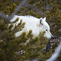 Telemetry: The sound of science in Yellowstone