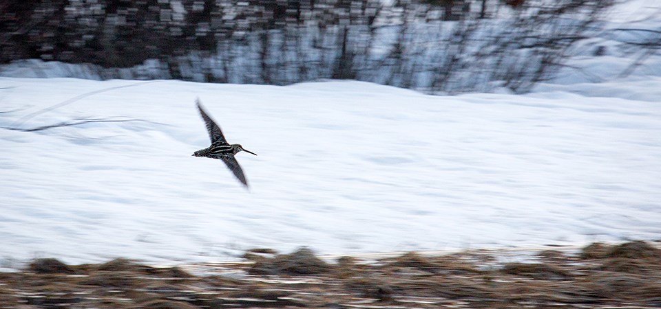A bird flies across a snowy landscape.