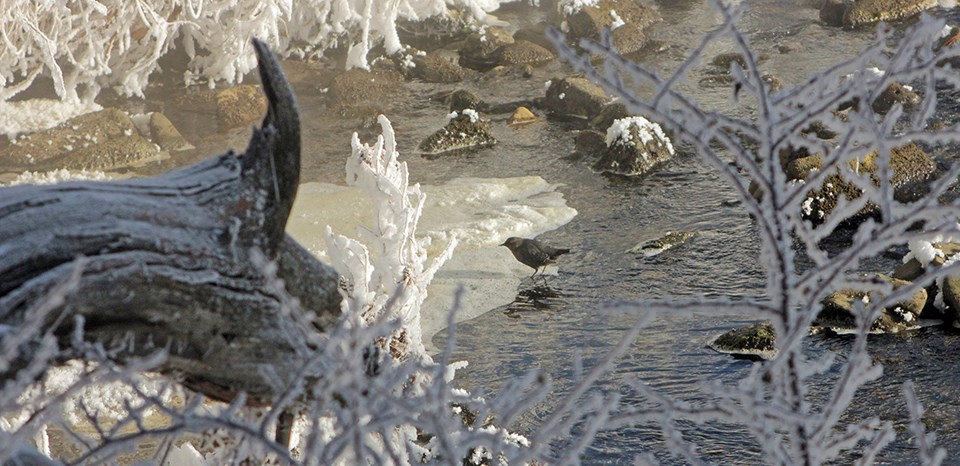 A bird wades in a stream