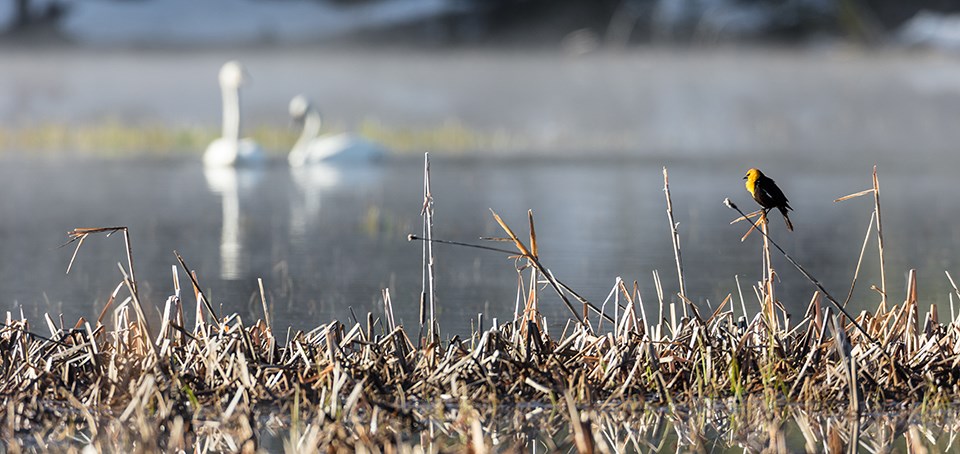 Two swams swim in the background as another bird perches in a marsh