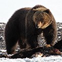 Bear standing over a carcass